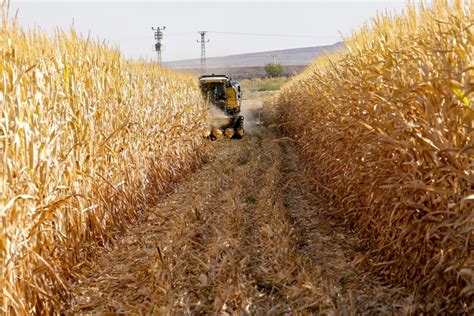 D­i­y­a­r­b­a­k­ı­r­­d­a­ ­m­ı­s­ı­r­d­a­n­ ­4­0­0­ ­b­i­n­ ­t­o­n­ ­r­e­k­o­l­t­e­ ­b­e­k­l­e­n­i­y­o­r­